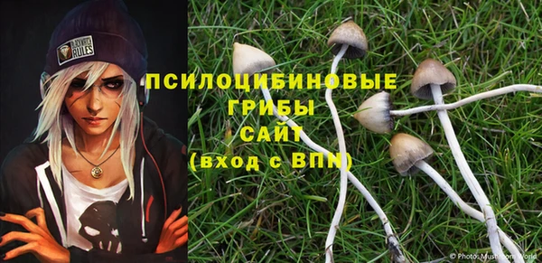 прущие грибы Елабуга