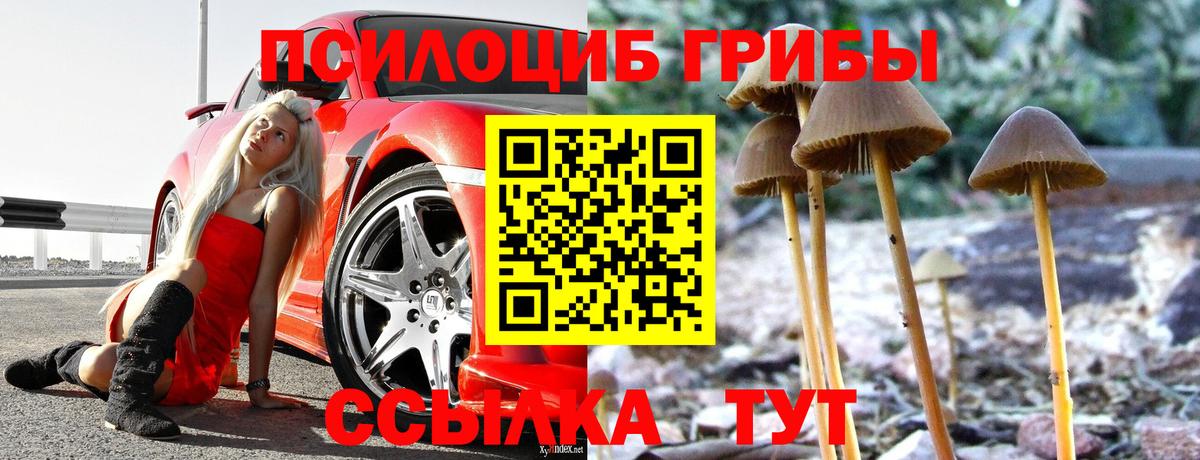 Псилоцибиновые грибы Psilocybe  Вход с VPN  Псилоцибиновые грибы мицелий  где можно купить наркотик  Сальск 